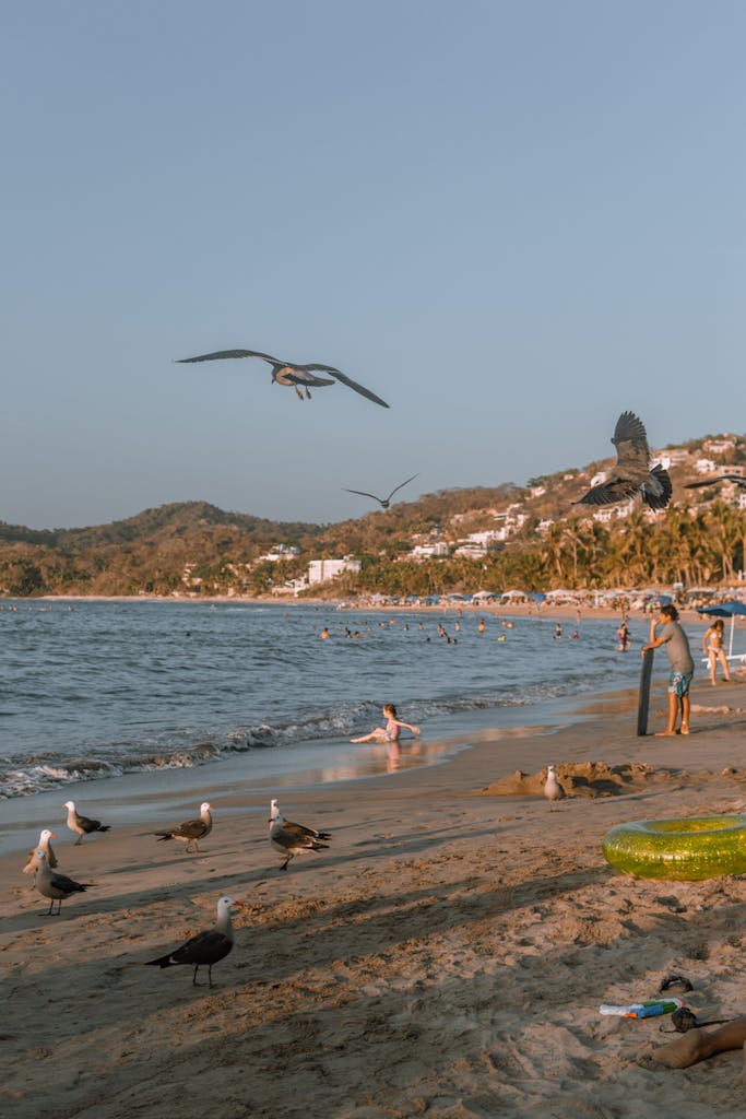 Seagulls Hover Above People Enjoying A Relaxing Day At Sayulita Beach Mexico During Sunset. 16616719 683x1024